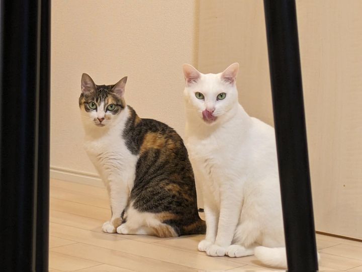 元保護猫のももちゃん＆はーとくん