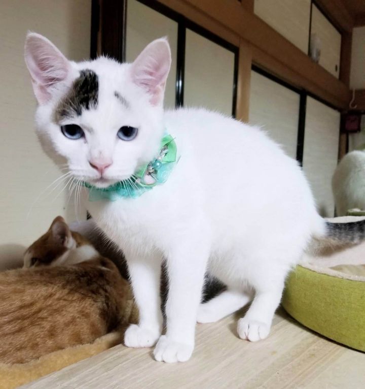 里親募集中の保護猫・天くん