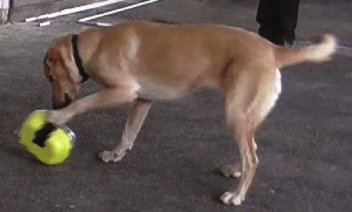 容器に入ったソーセージを何とか食べようと試みるラブラドール・レトリバー