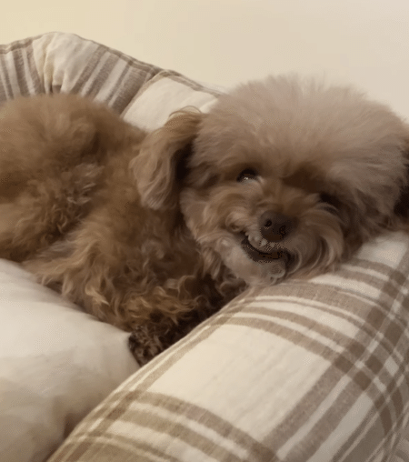 愛犬のお昼寝のお供に、おすすめのおもちゃを置いてみたら