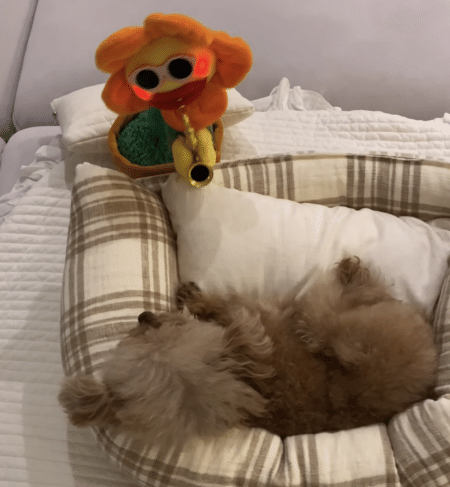 愛犬のお昼寝のお供に、おすすめのおもちゃを置いてみたら