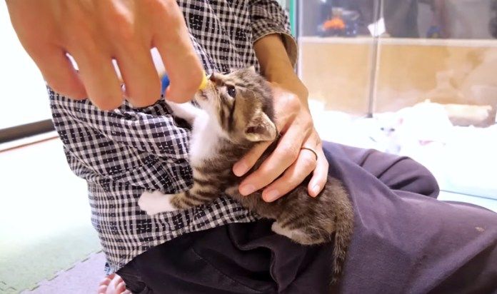 ミルクを飲む子猫