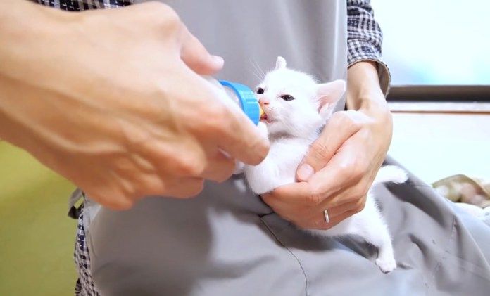 ミルクを飲む子猫