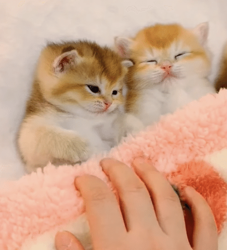 かわいいしか言葉が出ない。 お布団で眠る子猫さんたちに癒される♡