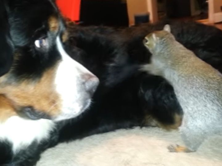 まさか…そこに木の実が…！？