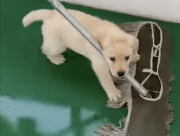 うんしょ、うんしょ！お掃除を手伝ってくれる子犬。