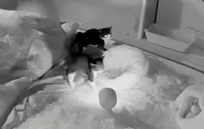 ビックリした子猫達