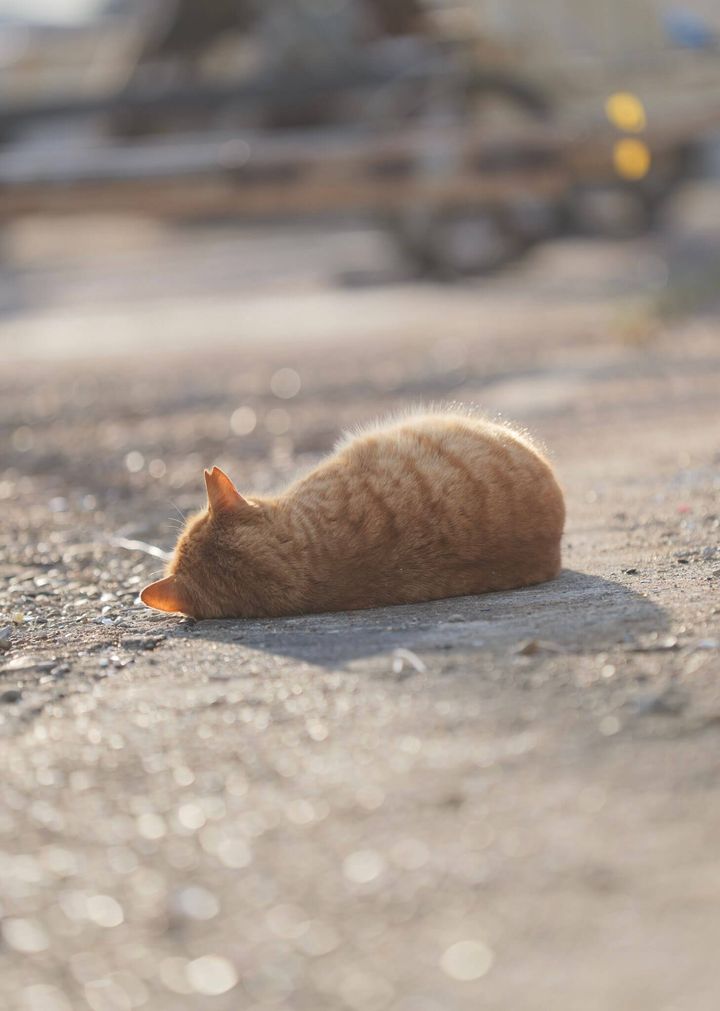 地面に横たわるさくら耳の茶トラ猫