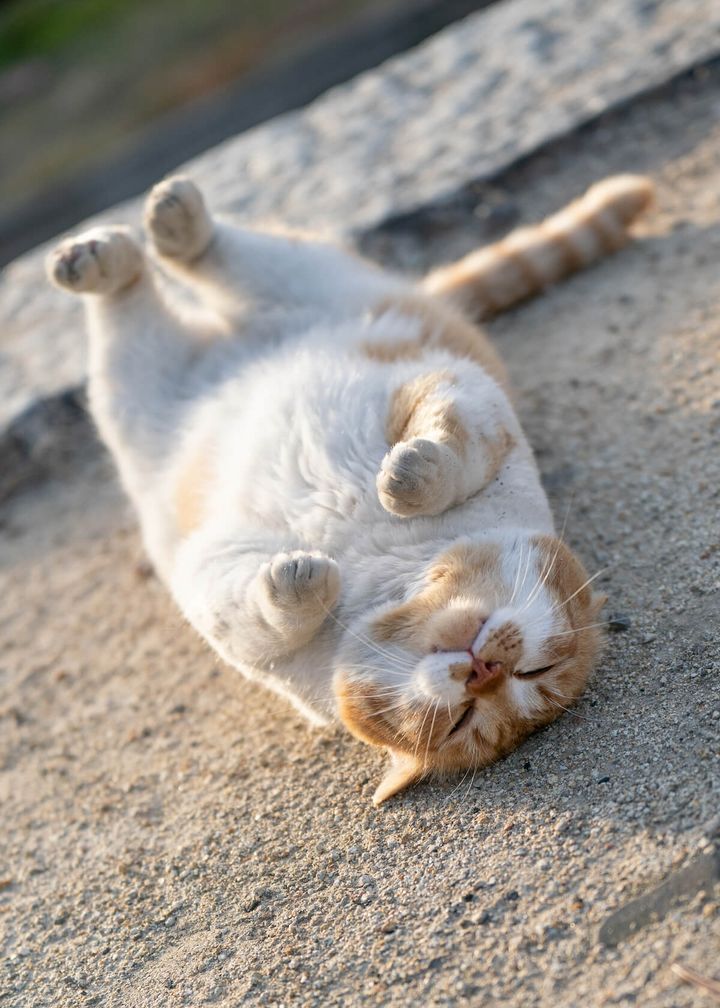 両手を揃えながらへそ天で眠る外猫