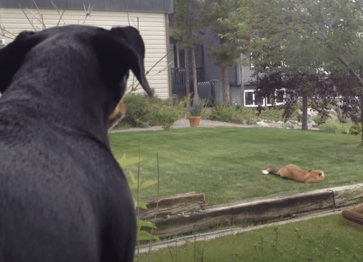 犬「片付けるの忘れてたぁー！」おもちゃをキツネに盗られて落ち込む。