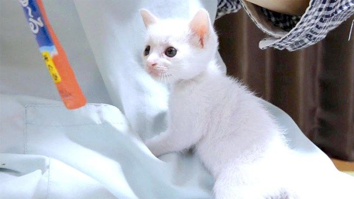 ちゅ〜るが気になる子猫