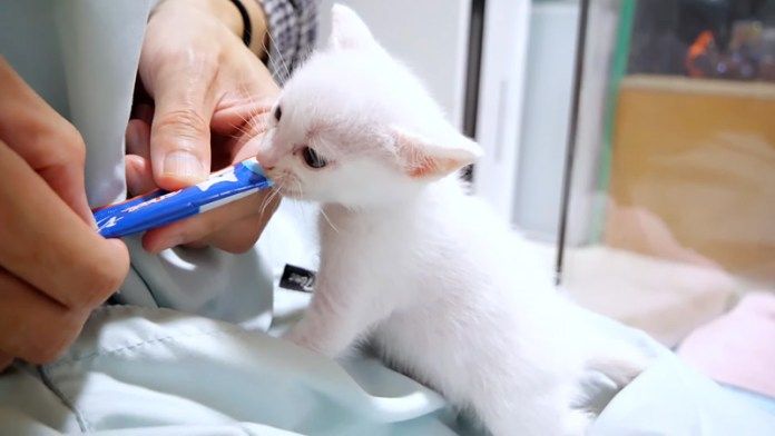ちゅ〜るを食べる子猫