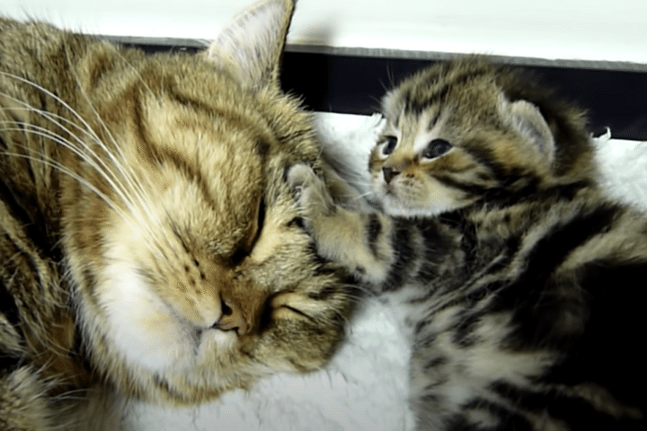 子猫「ママー！もう朝だよ〜」母猫を起こすつもりが