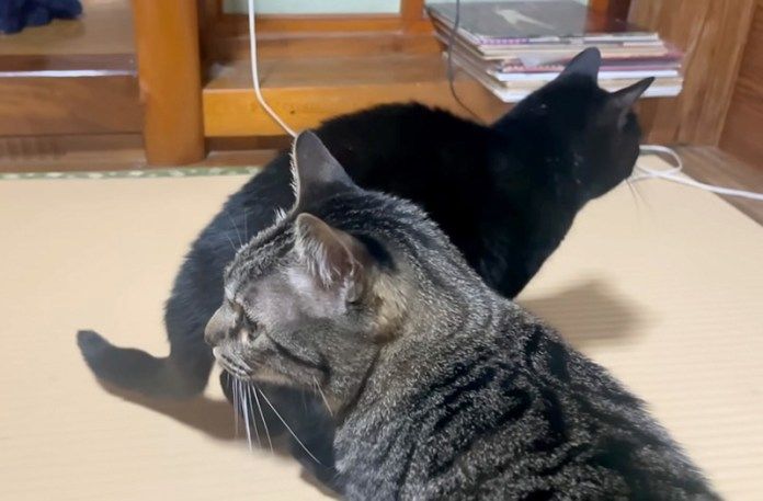 ソワソワする猫達