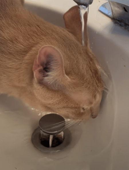 ついでに洗顔もしちゃうもんね♪ お水を飲むたび、びしょ濡れな猫ちゃん。