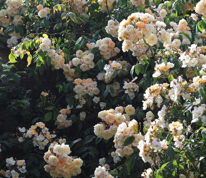 つるバラ‘トレジャー・トローヴ’