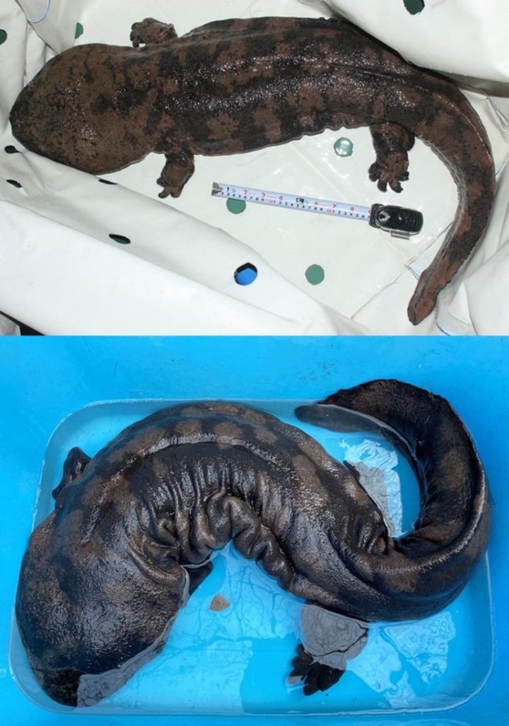 日本で生きていたスライゴオオサンショウウオ。上はサンシャイン水族館（東京・池袋）で飼育されている雄で（写真：吉川夏彦 提供）、下は広島市安佐動物公園で飼育されている雄（写真：広島市安佐動物公園 提供）。