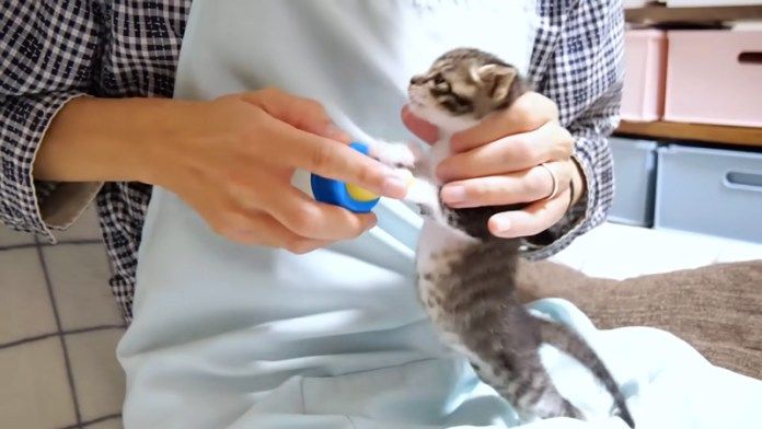 ミルクが上手に飲めない子猫