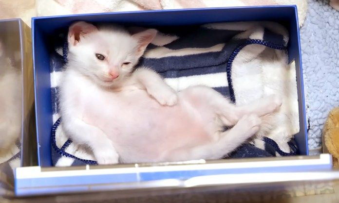 ヘソ天ポーズでくつろぐ子猫