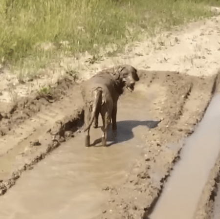もはや泥と一体化している…泥遊びが好きすぎる犬。