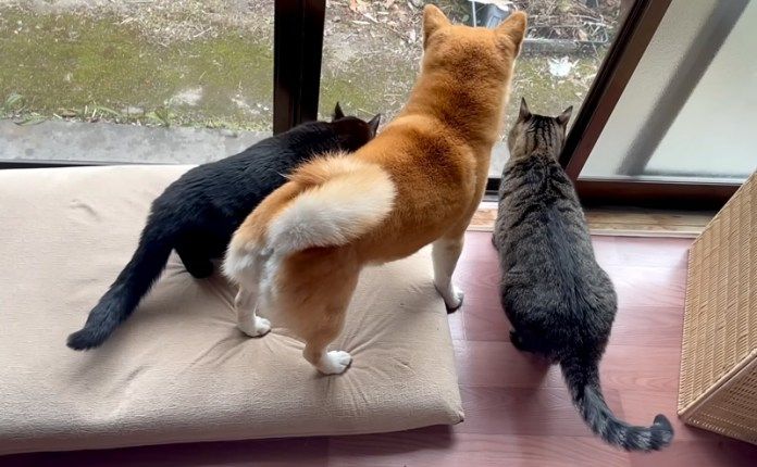 ソワソワが止まらない柴犬と猫達