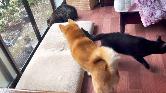 庭の猫が気になる柴犬と猫達