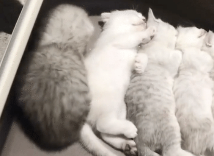 子猫「あたちも一緒に寝る〜」自然と整列して寝ちゃう！