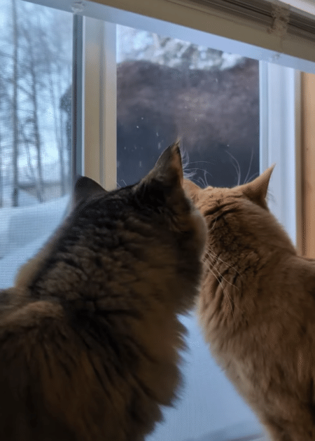 ニャルソックをしていたら、大きいお客さんが登場！