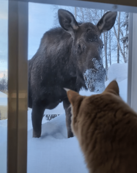 ニャルソックをしていたら、大きいお客さんが登場！