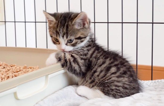 毛づくろいする子猫