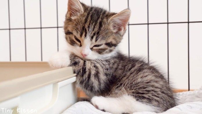 寝落ちしそうな子猫