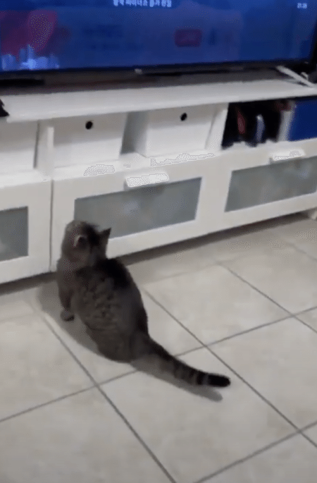 猫「むっ？ このイントロは！」 大好きな音に必ず反応する様子が可愛い♡