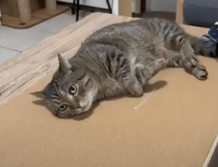 猫「むっ？ このイントロは！」 大好きな音に必ず反応する様子が可愛い♡