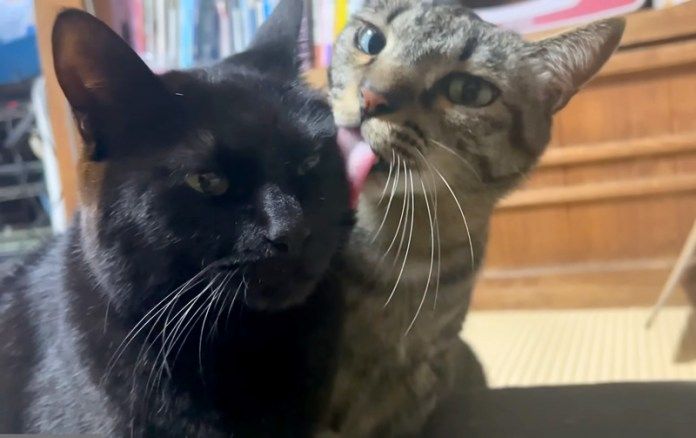 毛づくろいし合う猫達