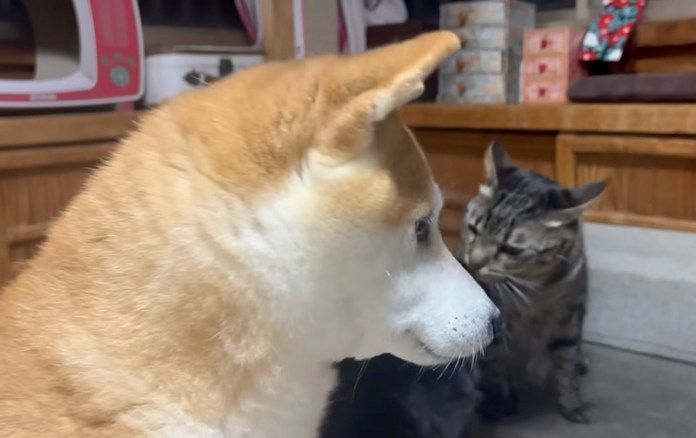 圧をかける柴犬