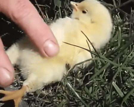 スゴ技！ ◯◯するだけでヒヨコを寝かしつける！