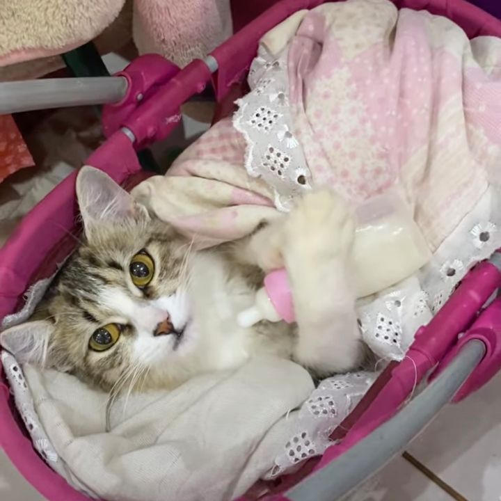 宿題の机の横でミルクを飲む猫、かわいさ余って勉強進まず