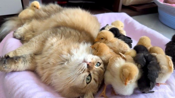 一緒にくつろぐヒヨコと子猫