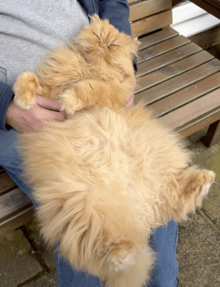 お腹ナデナデに至福の表情♡ 赤ちゃん抱っこが大好きな猫さん。