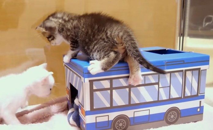 バスに登る子猫