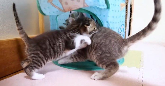 にゃんプロする子猫