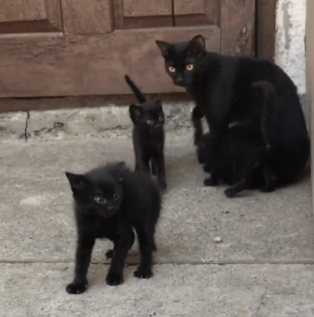 「なにしてるの！」子猫を泣かせてしまったパパ猫、ママ猫に怒られる。