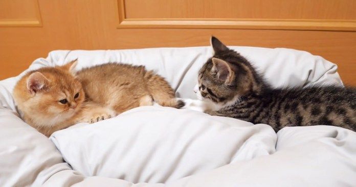 一緒にベッドに入る子猫達