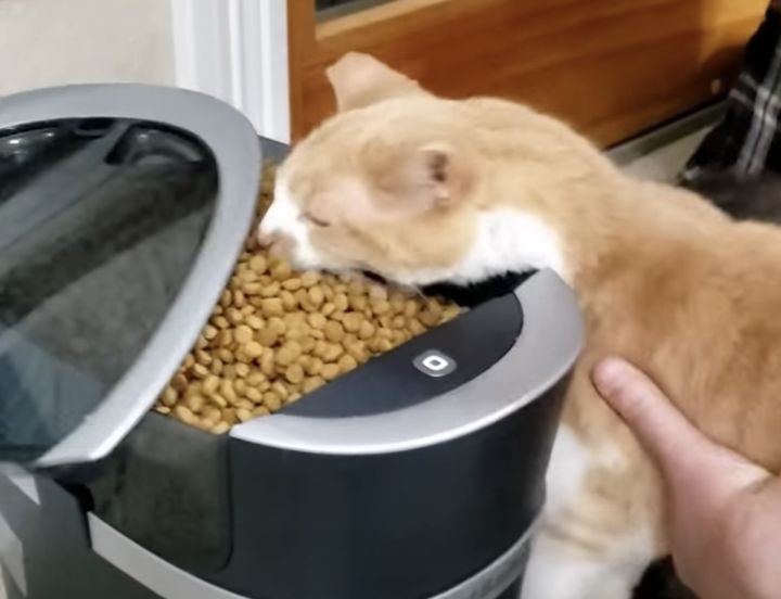 食べさせたいけどダメなの…!! 盗み食い猫 VS 飼い主