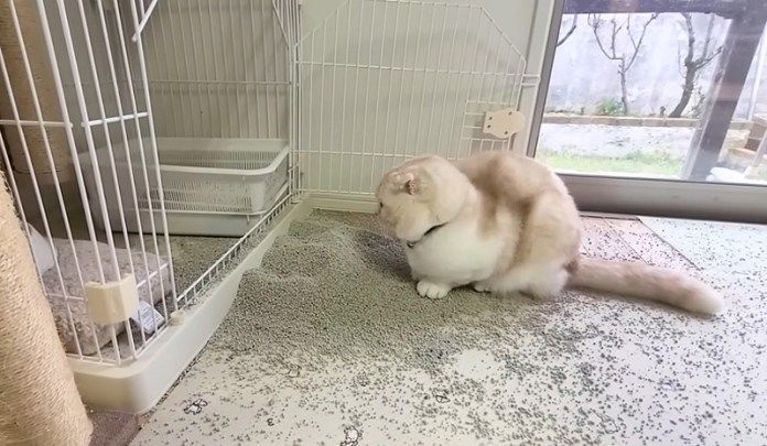 呆然とする子猫