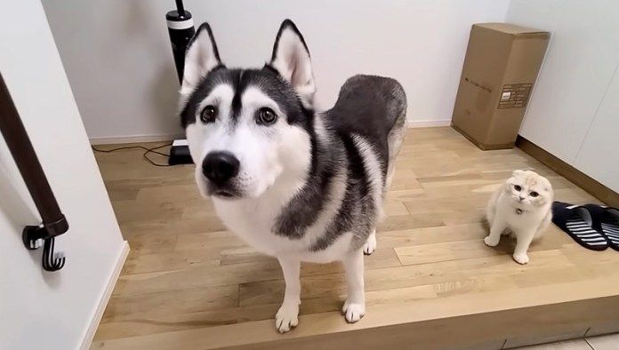 ハスキー犬と子猫