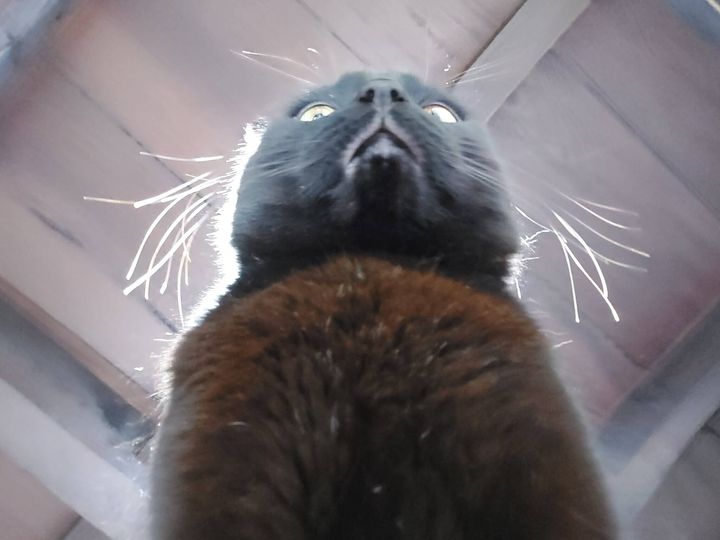 上から人間を見下ろす黒猫