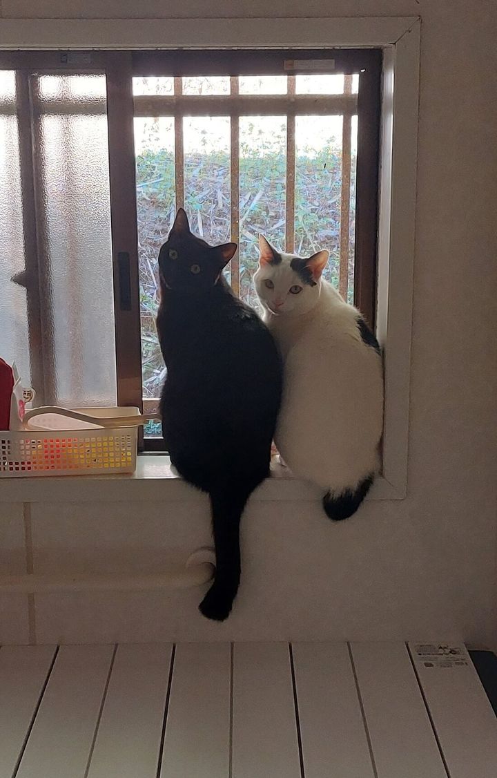 猫のクロちゃんシロちゃん