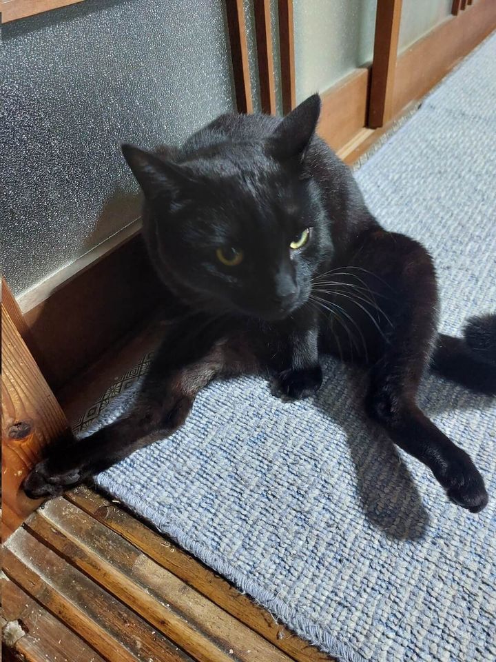 黒猫のクロちゃん