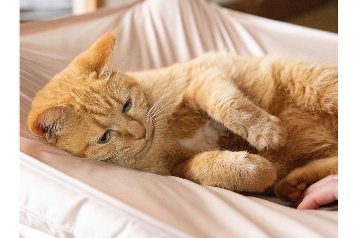 猫用ハンモック「猫雲（にゃくも）」